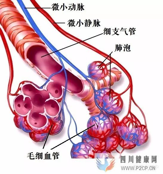 人体最重要的呼吸器官——肺(图3) 人体最重要的呼吸器官——肺(图3)