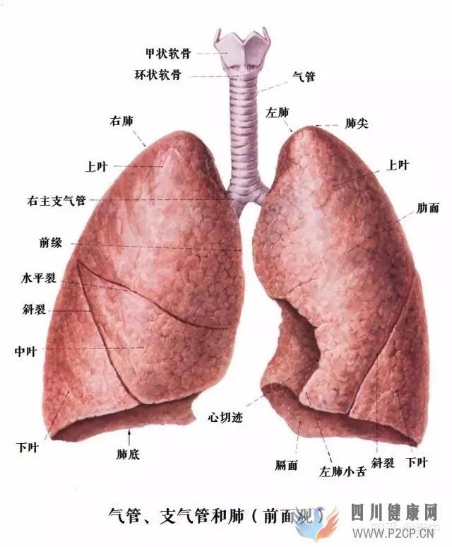 人体最重要的呼吸器官——肺(图2) 人体最重要的呼吸器官——肺(图2)