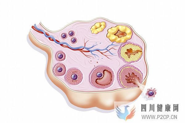 大龄女性只有4~8个卵泡,美国试管婴儿成功率能达到多少?(38岁做试管婴儿成功率有多少)(图1) 大龄女性只有4~8个卵泡,美国试管婴儿成功率能达到多少?(38岁做试管婴儿成功率有多少)(图1)