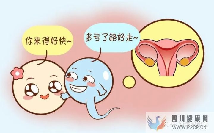输卵管堵塞到底是先做手术,还是直接试管婴儿(女方输卵管堵塞做试管婴儿需要多长时间)(图2) 输卵管堵塞到底是先做手术,还是直接试管婴儿(女方输卵管堵塞做试管婴儿需要多长时间)(图2)