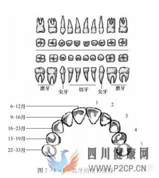 口腔的生理结构(图1) 口腔的生理结构(图1)