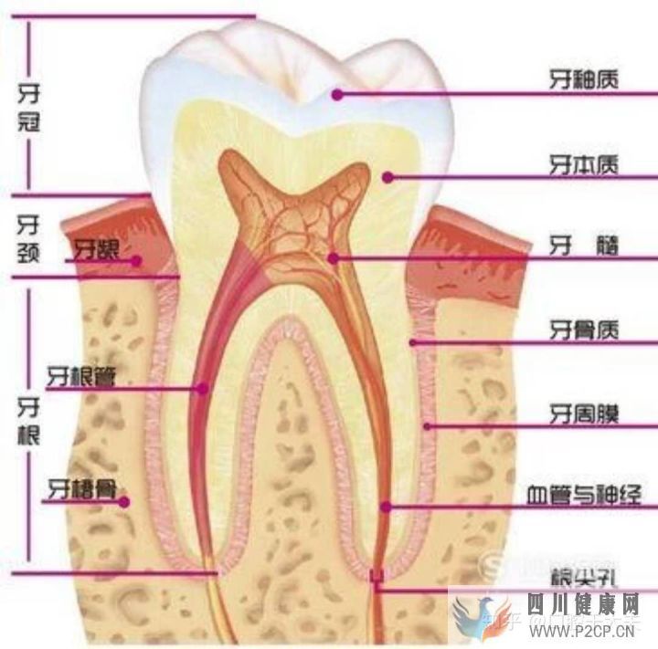 口腔科最基础的知识科普(图2) 口腔科最基础的知识科普(图2)