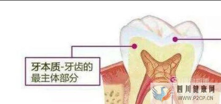 口腔科最基础的知识科普(图13) 口腔科最基础的知识科普(图13)