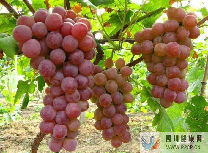 生活中常见的水果,你经常吃可是你知道他们的好处吗(图1) 生活中常见的水果,你经常吃可是你知道他们的好处吗(图1)