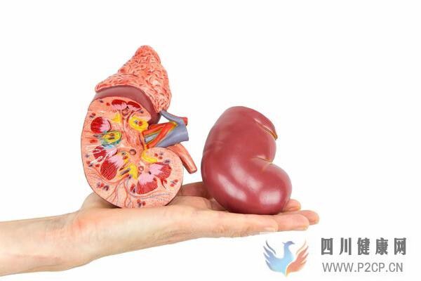 糖尿病并发症多,预防糖尿病肾病,做好3点很重要(图1) 糖尿病并发症多,预防糖尿病肾病,做好3点很重要(图1)
