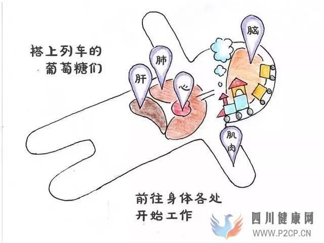 2型糖尿病能治愈吗不吃药不戒糖怎么治疗糖尿病?(图1) 2型糖尿病能治愈吗不吃药不戒糖怎么治疗糖尿病?(图1)
