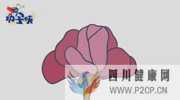 输卵管不通怎么办!(图11) 输卵管不通怎么办!(图11)