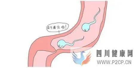 导致输卵管堵塞是什么原因呢?(图1) 导致输卵管堵塞是什么原因呢?(图1)