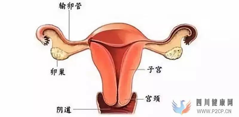 输卵管性不孕方面的预防(图1) 输卵管性不孕方面的预防(图1)