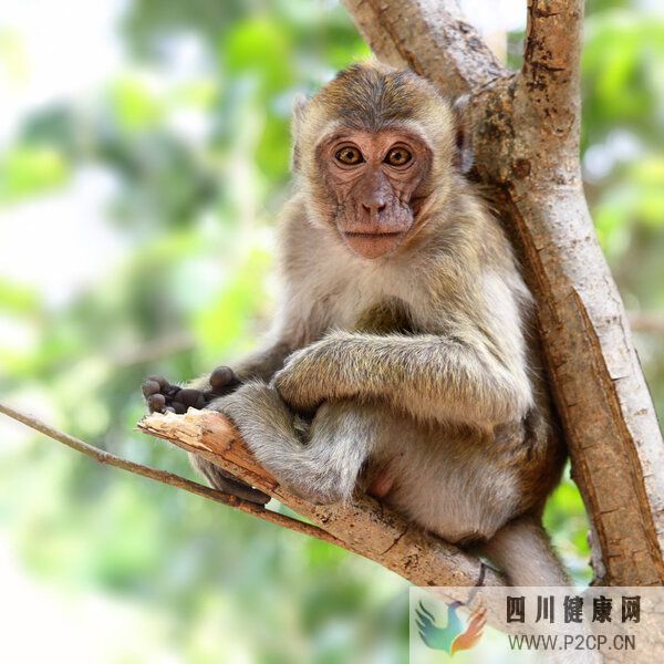 美国已有700多人感染猴痘病毒,什么是猴痘?(图2) 美国已有700多人感染猴痘病毒,什么是猴痘?(图2)