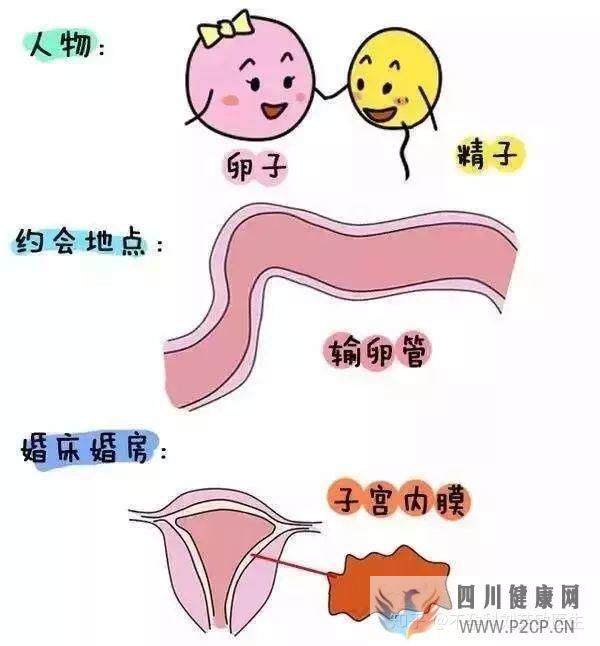 不孕症有哪些常见症状(图1) 不孕症有哪些常见症状(图1)