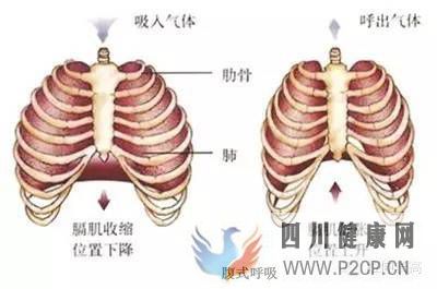 呼吸在拉伸的重要性教你如何正确呼吸(图2) 呼吸在拉伸的重要性教你如何正确呼吸(图2)