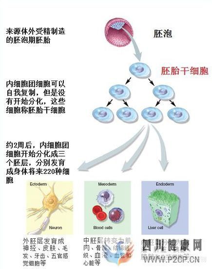 一针60万“胚胎干细胞针”妄想长生不老(图7) 一针60万“胚胎干细胞针”妄想长生不老(图7)