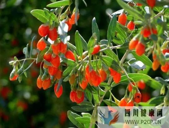 枸杞的四大作用,长期枸杞好处多(图1) 枸杞的四大作用,长期枸杞好处多(图1)