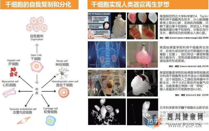 干细胞简介——什么是干细胞(图2) 干细胞简介——什么是干细胞(图2)