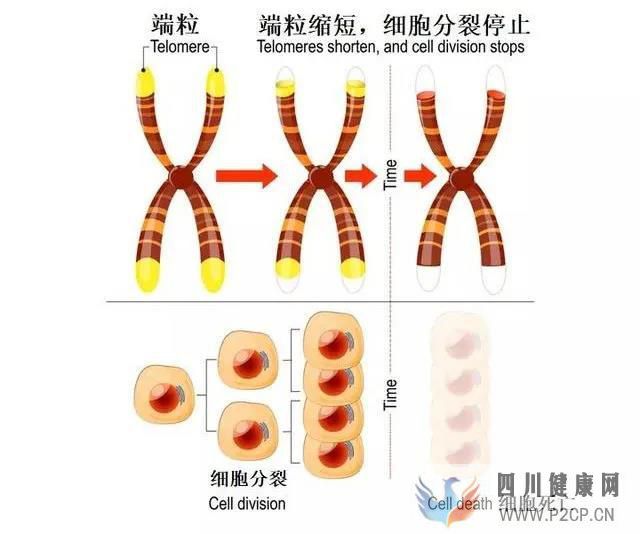 揭秘干细胞四大功能(四)如何进行抗凋亡(图3) 揭秘干细胞四大功能(四)如何进行抗凋亡(图3)