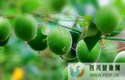 这香甜的仙果茶糖尿患者都可喝！还是治疗咳嗽和咽炎的良药！
