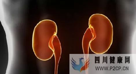 干细胞能不能治疗改善肾功能