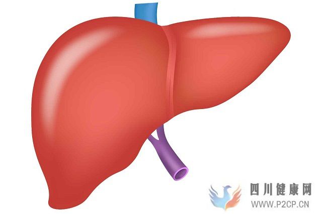 肝硬化、脂肪肝、肝功能不全等肝脏疾病的治疗日本干细胞效果如何