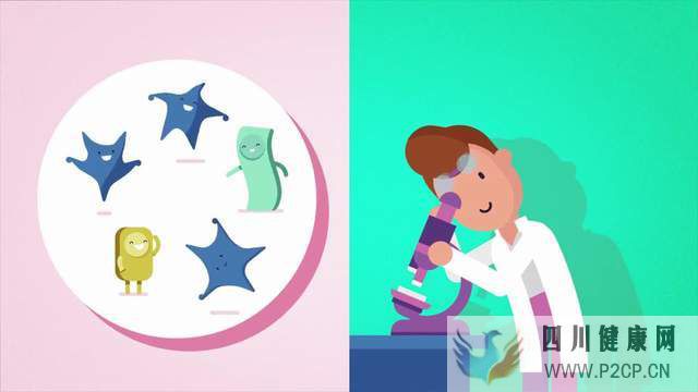 脐带间充质干细胞，治疗肝硬化的新方向